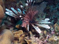 Lionfish 1